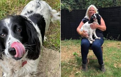 Owner is reunited with her beloved 11-year-old spaniel SEVEN years