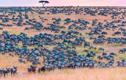 You have the eyes of a hawk if you can spot the zebra hidden among the herd of wildebeest | The Sun