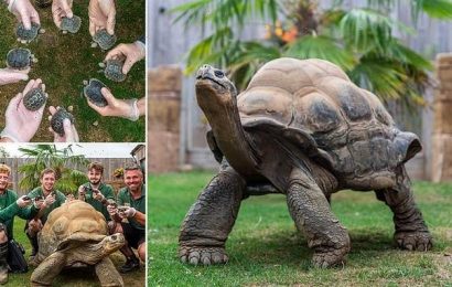 Age-defying giant Galapagos tortoise fathers EIGHT baby reptiles