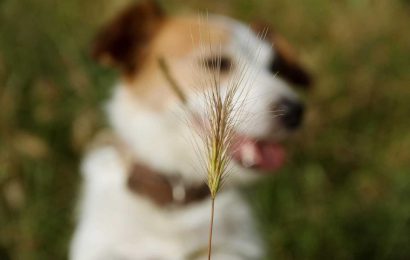 Urgent warning for dog owners as grass seeds could be DEADLY – here's how to keep your pets safe | The Sun