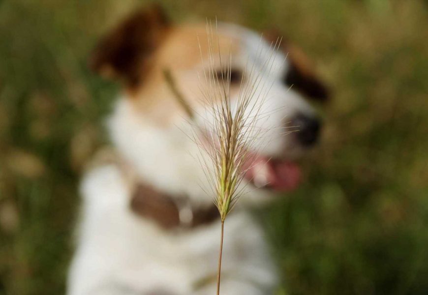 Urgent warning for dog owners as grass seeds could be DEADLY – here's how to keep your pets safe | The Sun