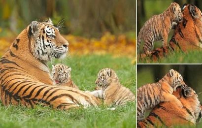 Adorable moment two newborn tiger cubs play with their sleepy mother