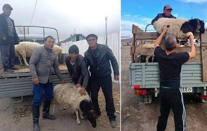 Families of Russian men called to fight Ukraine war bribed with SHEEP