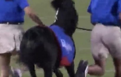 SMU-Navy game delayed after Mustangs&apos; mascot relieves itself on field