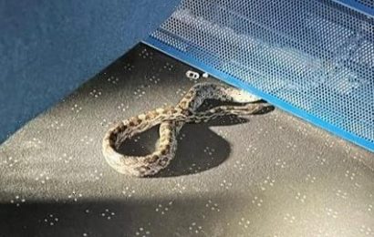 Snake sparks panic on UK train as 3ft reptile 'living in carriage for some time' is found – sending scared cops fleeing | The Sun