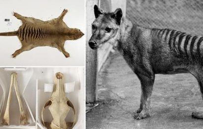 Thylacine breakthrough as remains of last Tassie tiger are FOUND
