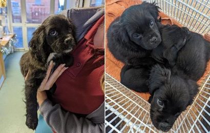 Three puppies are found dumped in a cardboard box after Christmas
