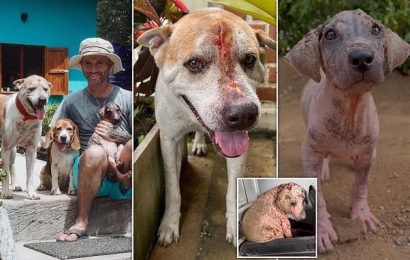 Man who rescues street dogs reveals how he saved pet from hammer blows