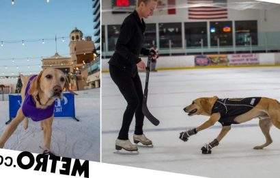 Talented rescue dog learns how to ice skate: 'It's a dream come true'