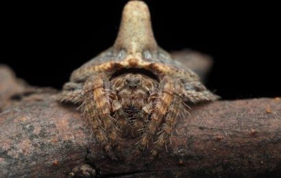 ‘Eight-legged puppy’: Three newly discovered spiders to look out for