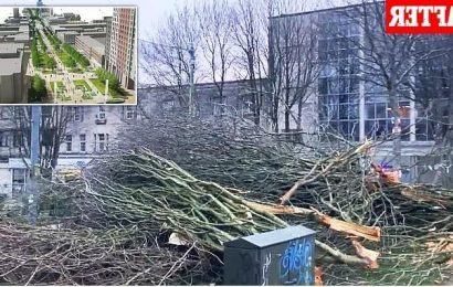 Fury as Plymouth City Council begins chopping 129 trees
