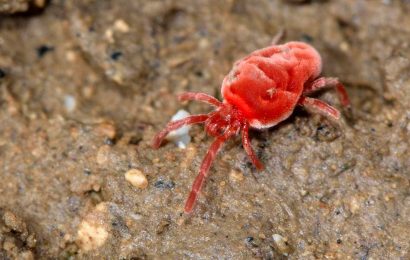 How do I get rid of tiny red spiders in the UK? | The Sun