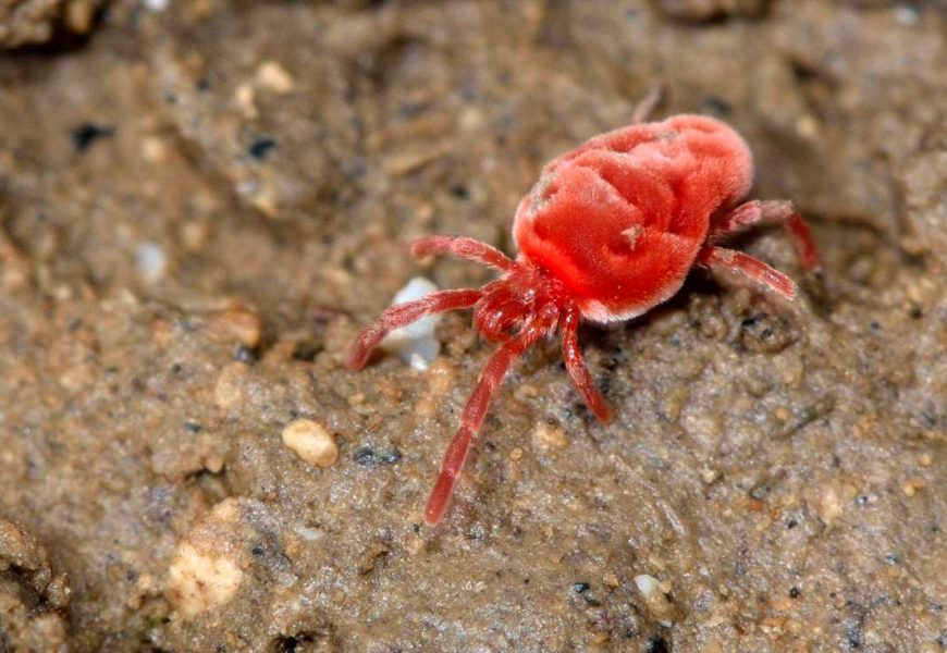 How do I get rid of tiny red spiders in the UK? | The Sun