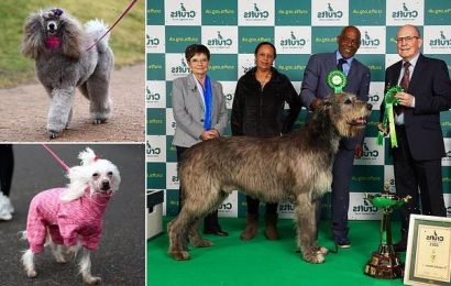 The Real Thing vocalist Chris Amoo&apos;s dog in Crufts Best in Show finale