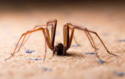UK spiders: The 24 British spiders you're most likely to find in your house | The Sun