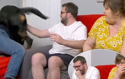 Gogglebox fans in stitches as the Malone family dog Dave causes chaos