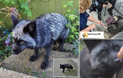 Rare black fox named Shadow is tracked down and rescued in Wales