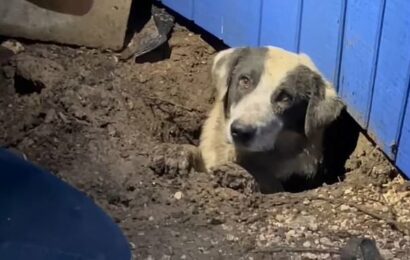 ABC News crew rescues dog stuck under house after tornado