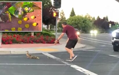 California father killed by car while helping ducklings cross the road