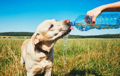 Dog behaviorist issues urgent warning if your pet refuses to drink – it could be for an opposite reason than you think | The Sun