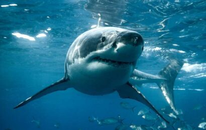 Are there great white sharks in UK waters? | The Sun