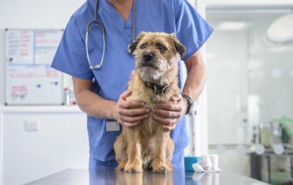 Pet expert shares urgent warning with 5 signs your dog needs to go to the vet ASAP – and you'll need a close eye on them | The Sun