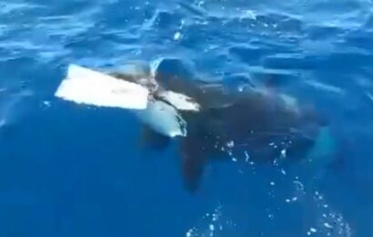 Shocking moment killer whale circles yacht before tearing off its rudder leaving crew adrift in water | The Sun