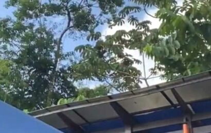 You have 20/20 vision if you can spot the sloth by the hotel pool bar in 15 seconds before the camera zooms in | The Sun