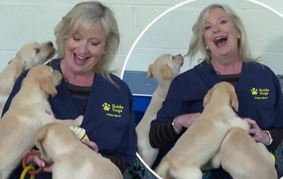 BBC Breakfast&apos;s Carol Kirkwood is ambushed by dogs for the THIRD time