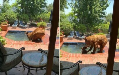 California homeowner catches mama bear and her cub taking a dip
