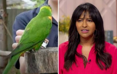 Lorraine forced to apologise for Larry the psychic parrot after Women's World Cup blunder on live TV | The Sun