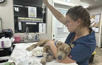 Pets rescued from Maui wildfires have paws burned down to the bone