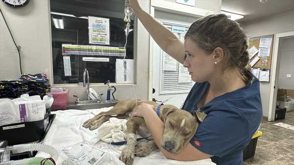 Pets rescued from Maui wildfires have paws burned down to the bone