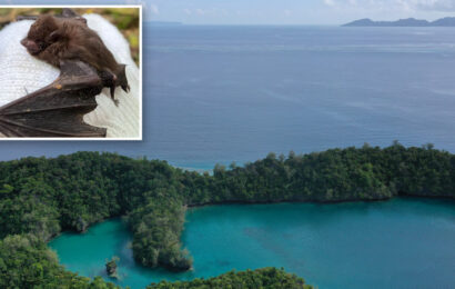 Researchers find ‘stronghold’ of endangered bats on remote island