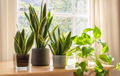 Top five houseplants that stop bathroom mould appearing – and they’re really easy to look after | The Sun