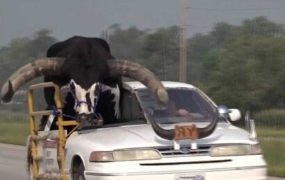 Man Pulled Over For Driving with Huge Bull in Passenger Seat