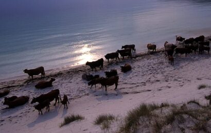 Man flown to hospital after being attacked by a herd of cows on beach