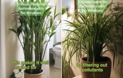 The best houseplants to put in your bathroom if you’ve got no windows – they also purify the air and reduce mould | The Sun