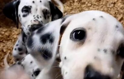 Dalmatian puppies among 400 animals rescued from pet traffickers