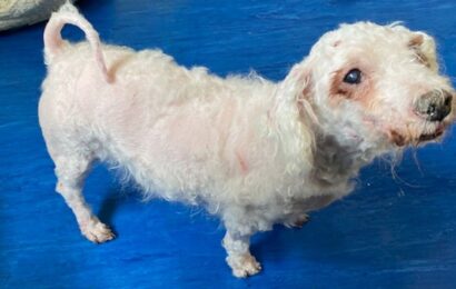 Dog looking like ‘pile of dirty old rags’ unrecognisable after transformation