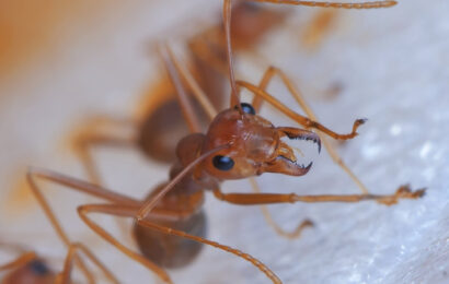 Fire ant nests found in NSW for first time sparking emergency response