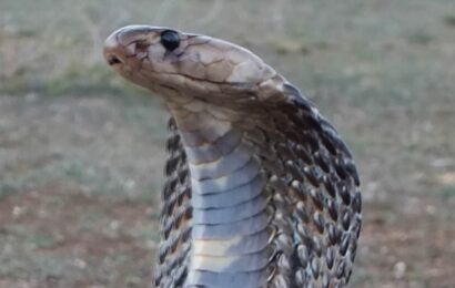 Husband &apos;uses a venomous COBRA to kill his wife and daughter&apos;