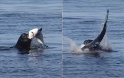 Savage moment sea lion rips out a shark’s throat in flesh-tearing bloody attack in front of horrified beachgoers | The Sun